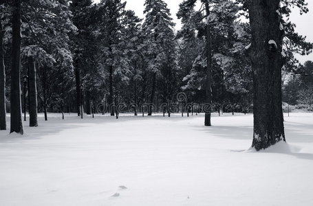 白雪覆盖的雨棚图片