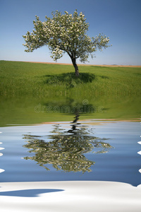 水反射孤独树