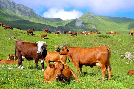 草原上的牛照片