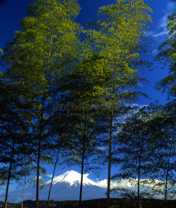 富士山