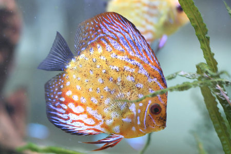 鱼的彩泥作品图片