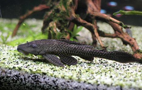 水族馆里的黑鱼照片