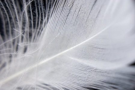 afterfeather羽毛特写系列照片