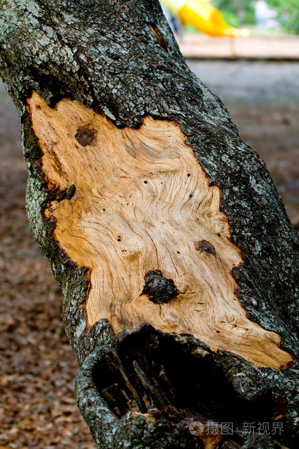 树皮裂开