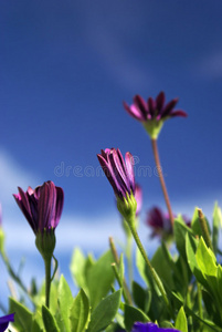 树叶 花瓣 粉红色 天空 植物 紫色 花园