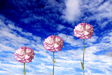 鲜花飞向天空