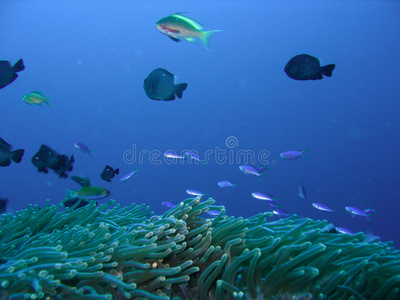 珊瑚礁鱼