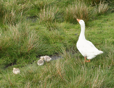 鹅科照片