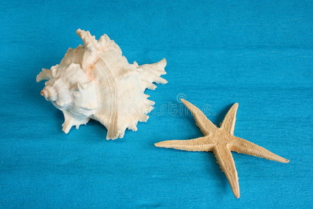 海星壳能吃么图片