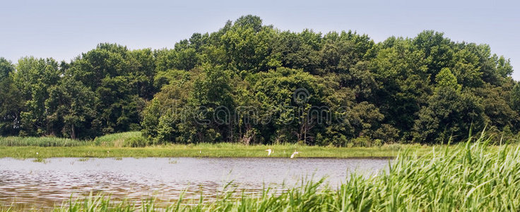 湿地河口景观