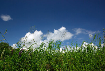 斑驳的青草和天空