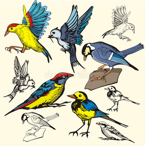 系列爪鸟画系列照片