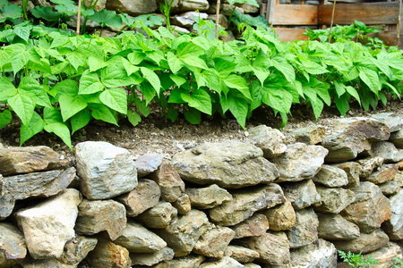 石墙和厨房花园