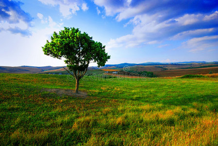 孤树与田野照片