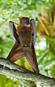 邪恶的蝙蝠图片