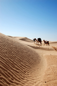 撒哈拉沙漠的商队图片