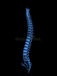 人体脊柱x线片