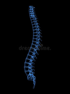 人体脊柱x线片