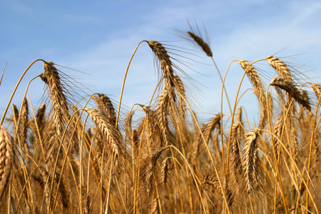麦秆照片
