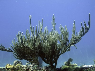 软树珊瑚图片