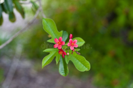 麻疯树图片 麻疯树素材 麻疯树插画 摄图新视界