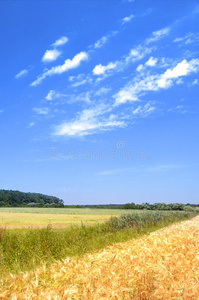 夏麦田