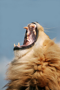 狮子狂吼图片图片