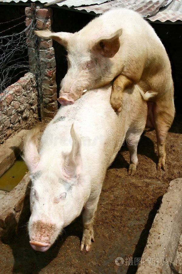 公猪一次连续配种法