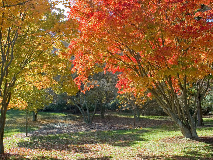 秋季公园