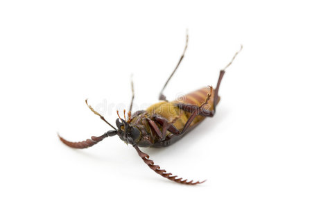 死虫,加利福尼亚州普里奥纳斯照片