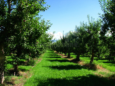 果园大门_果园大门素材图片_果园大门图片素材下载_摄图新视界xsj.