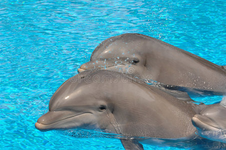 的环境全景在游泳池水中关闭海豚头小的-有头的树青蛙&#字母字母x28