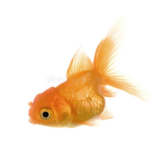 呼吸暂停鳍金鱼照片