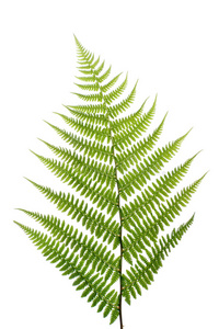 白色蕨类植物的叶子照片