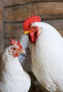 公鸡的眼睛图片