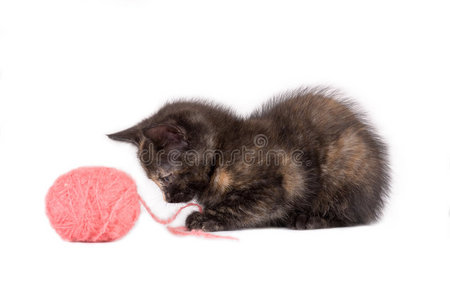 斑点小猫，毛线球
