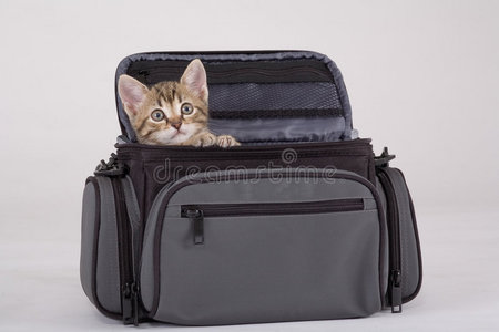 袋子里的条纹小猫