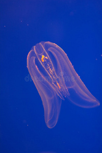 梳果冻水母生物图片