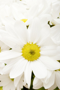 白色非洲菊