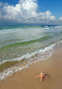 假日 海的 海滩 自然 阳光 波浪 明星 海岸 海滨 海洋