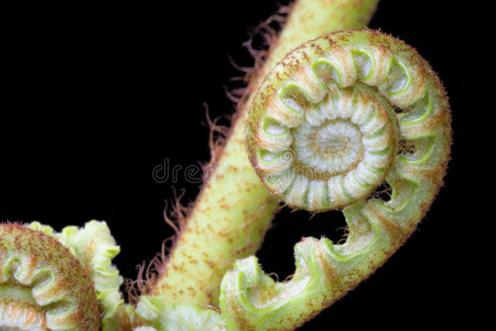 孢子体蕨类(蕨类植物)照片