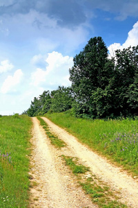 单条道路和树木的夏季景观