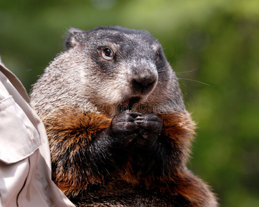 土拨鼠工程学图片