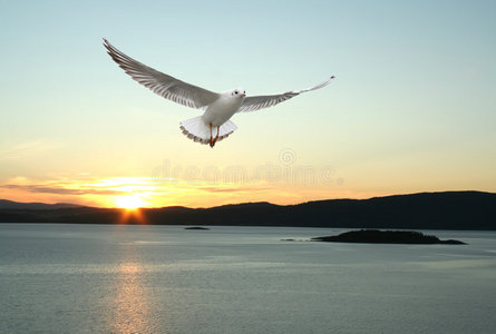 海鸥飞翔图片