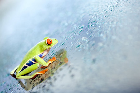 爬蛙玻璃图片