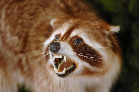 色风格卡通友好獾图片姜红色和黑色德国獾狗图片持猎獾犬有胡子的人图