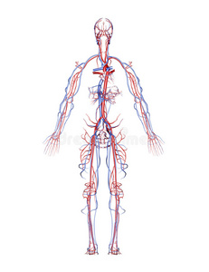 颈部动脉图片-颈部动脉素材-颈部动脉插画-摄图新视界