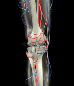 膝关节血管分布图图片