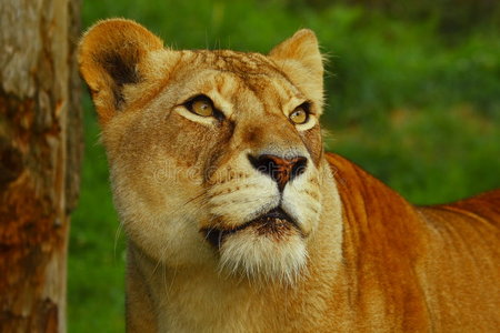 丛林 狮子 络腮胡子 游猎 危险的 母狮 捕食者 食肉动物