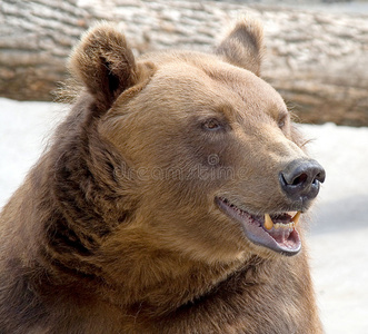 棕熊3